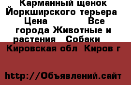 Карманный щенок Йоркширского терьера › Цена ­ 30 000 - Все города Животные и растения » Собаки   . Кировская обл.,Киров г.